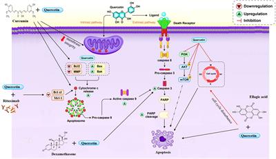 The potential anti-cancer effects of quercetin on blood, prostate and lung cancers: An update